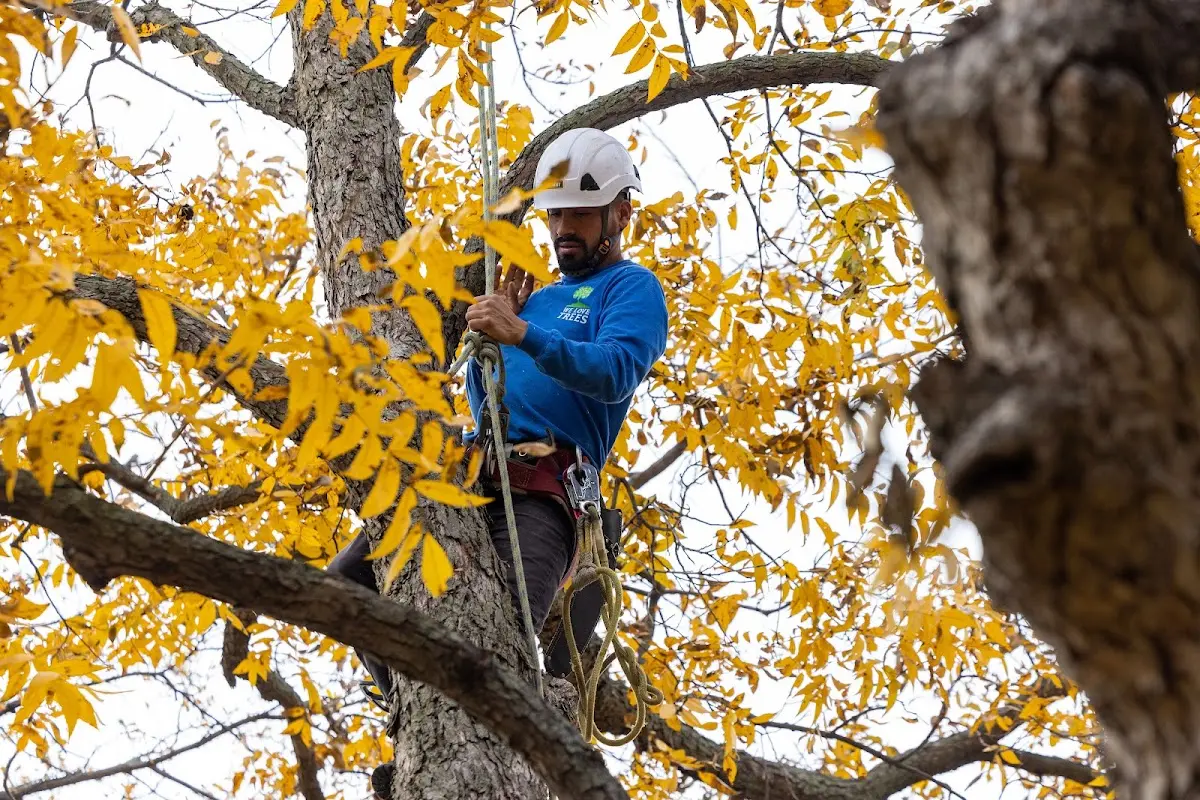 Skilled Emergency Tree Service crew working in Three Oaks